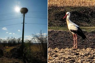 Wybrano imię dla bociana, który jako jeden z pierwszych przyleciał do Polski. Propozycji było mnóstwo