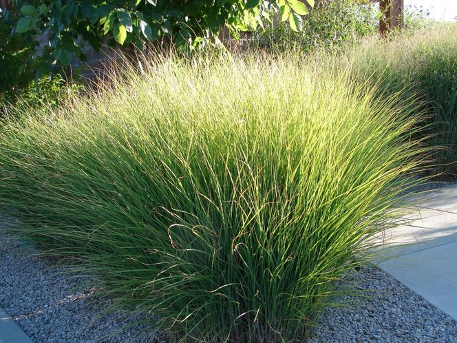 Miskant chiński ‘Gracillimus’