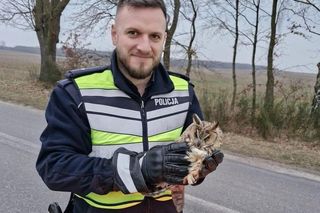 Policjanci drogówki uratowali puchacza