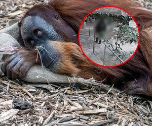 Karmiła orangutany z zoo w Łodzi naleśnikami! Zwięrzęta poważnie zachorowały. Jest nagranie