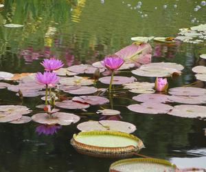 To jeden z najpiękniejszych ogrodów botanicznych w Polsce. Znajduje się na Dolnym Śląsku 