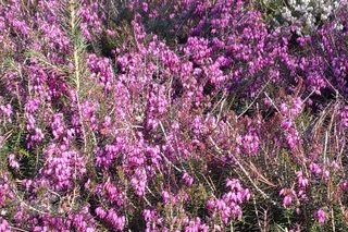 Wiosna w Arboretum Kórnickim