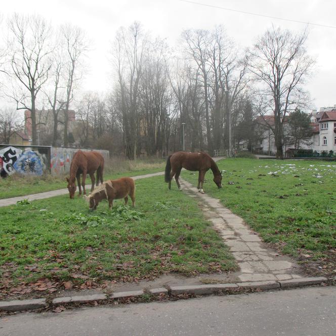 Pięć koni bez opieki przechadzało się  po  Krakowie!  Wydostały się ze stadniny!