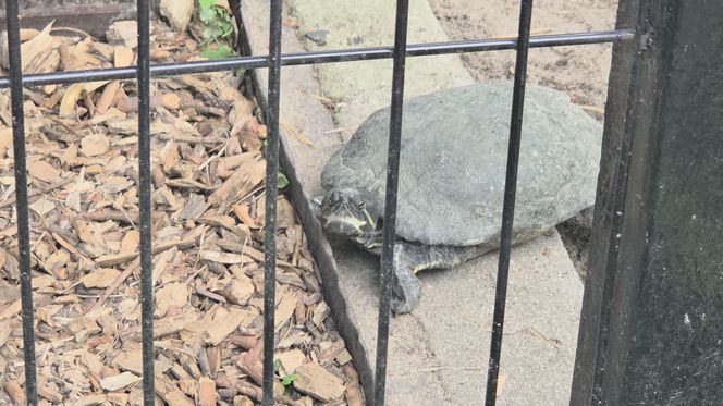 Zaglądamy do mieszkańców bydgoskiego ZOO. Kto mieszka w sercu Myślęcinka?