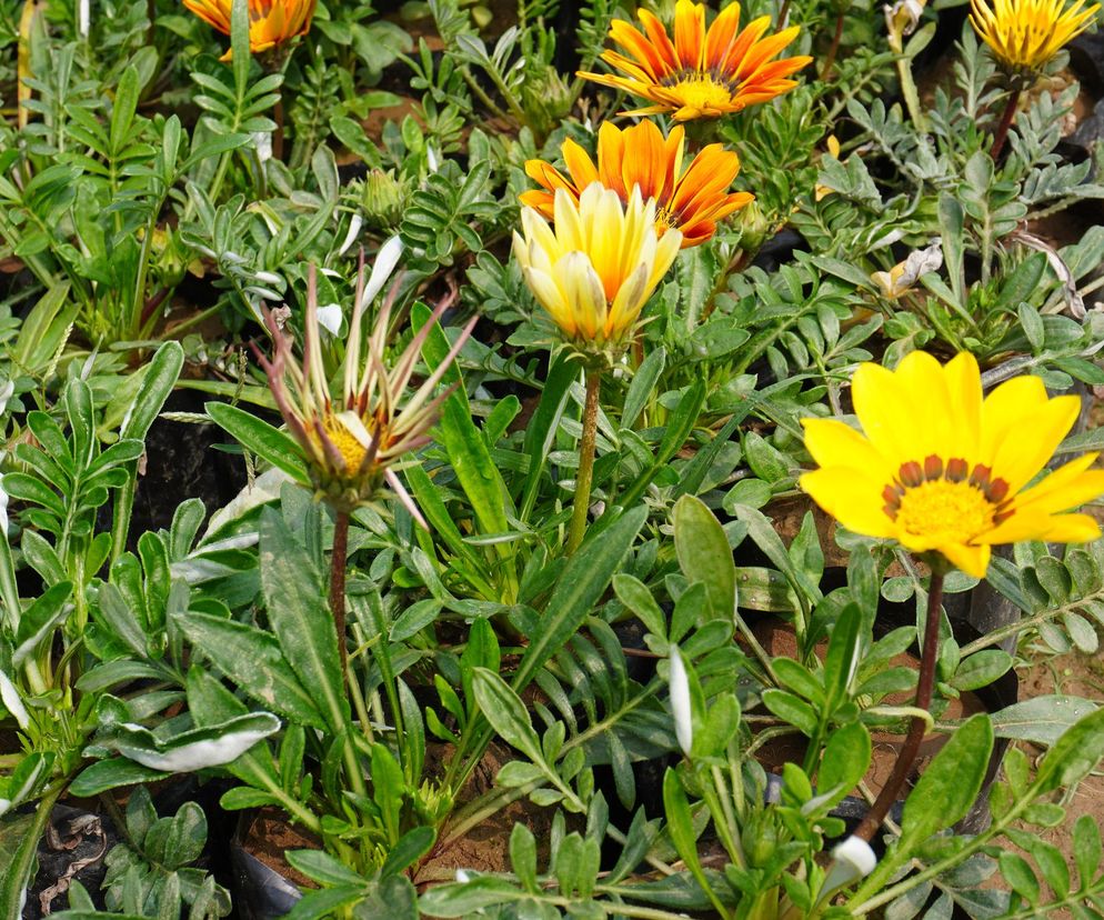Gazania 