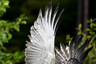 Gadożer Bodzio wraca na wolność [ZDJĘCIA]