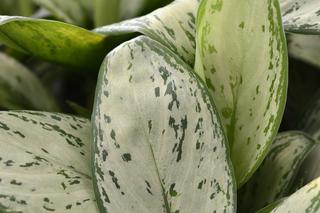 aglaonema “Maria Christina”