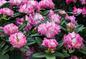 Różaneczniki (rododendrony) - uprawa i pielęgnacja różaneczników