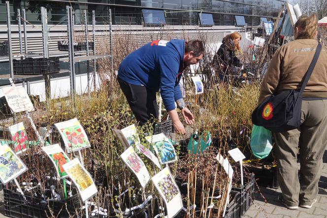 Wiosenny Kiermasz Ogrodniczy w Bydgoszczy [ZDJĘCIA]