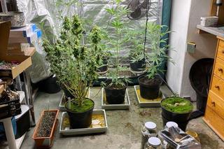 Wynajęli lokal w Bydgoszczy tylko po to, by urządzić nielegalną uprawę