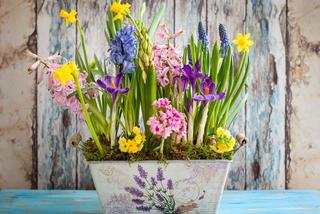 QUIZ. Wiosenne kwiaty doniczkowe - czy rozpoznasz te rośliny na zdjęciach? Quiz trudniejszy niż myślisz!
