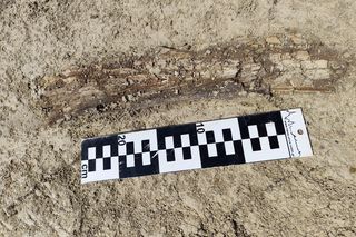 Fragment ciosu mamuta (stan zachowania w chwili odkrycia)