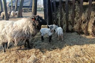 Pszczyna: cztery owieczki przyszły na świat w Skansenie 
