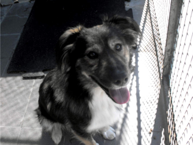 Psy z Radys już w Kędzierzynie-Koźlu! Możesz je adoptować