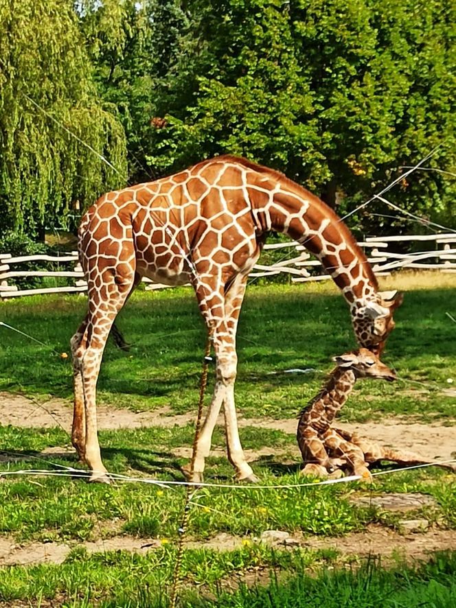Uroczy maluszek w Śląskim Ogrodzie Zoologicznym. Na świat przyszła mała żyrafa