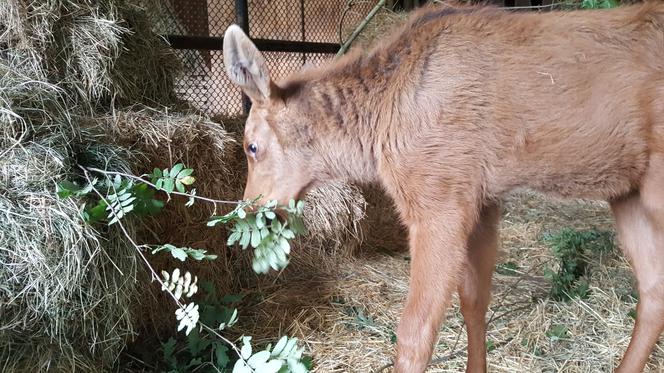 Mała samiczka łosia zgubiła mamę. Schronienie znalazła w bydgoski zoo [ZDJĘCIA, WIDEO]