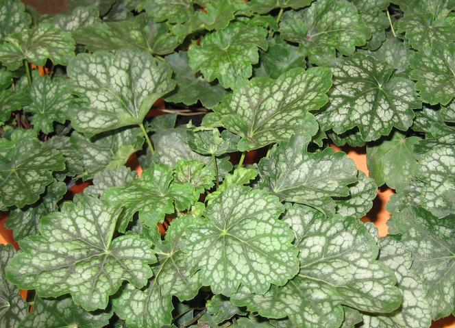 Żurawka amerykańska ‘Marvelous Marble' - Heuchera americana ‘Marvelous Marble'