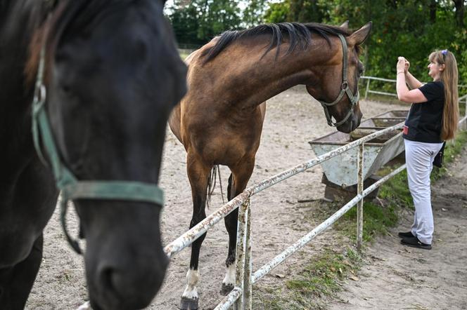 Moc atrakcji! Tak wygląda Narodowy Pokaz Koni Arabskich w Janowie Lubelskim. Zobacz