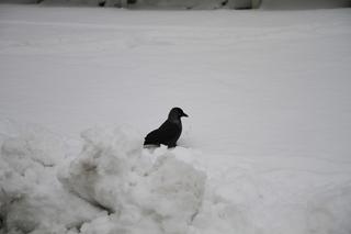 Zima w Lublinie. Tak wygląda centrum miasta po pierwszych opadach śniegu!