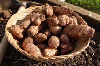 Topinambur – superfood z dawnych lat. Dlaczego słonecznik bulwiasty podbija serca mistrzów kuchni i miłośników zdrowego jedzenia