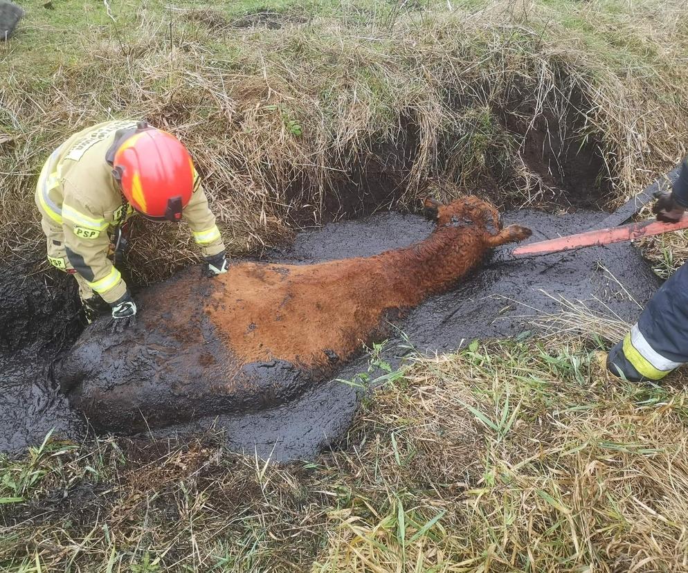 Krowa utknęła w błotnistym rowie. Bohaterska akcja strażaków pod Drawskiem