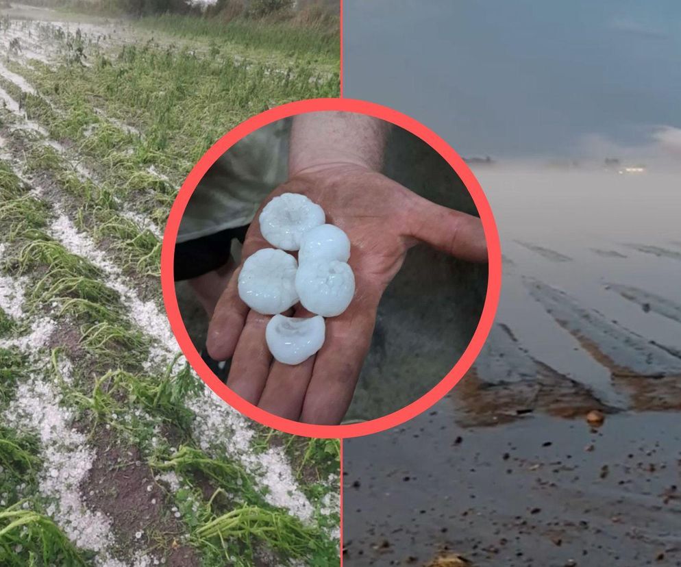 Armagedon na polach Dolnego Śląska. Grad zniszczył warzywa i owoce