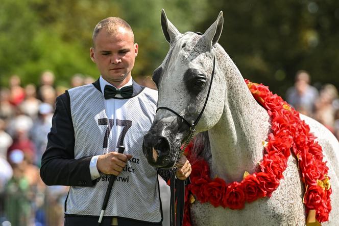 Prawie 640 tys. euro za konie na aukcji Pride of Poland