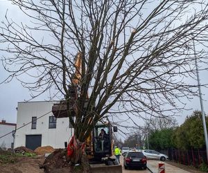 Kasztanowiec trafił na środek ronda