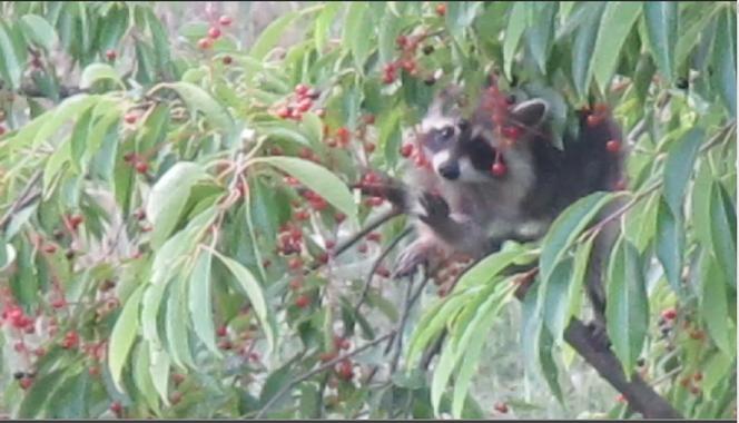 Niemieckie szopy piorą naszych