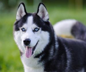 Husky