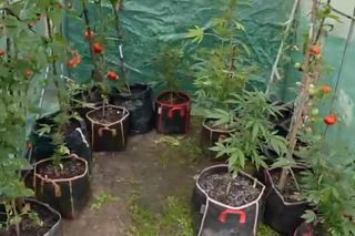 Działkowiec z Piaseczna obok pomidorów sadził marihuanę. Plantacja w rękach policji