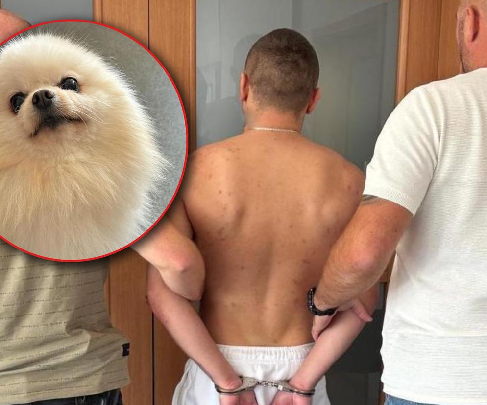 Złodzieje chcieli zrobić romantyczny gest, a wpadli! Pies warty fortunę wrócił do właściciela