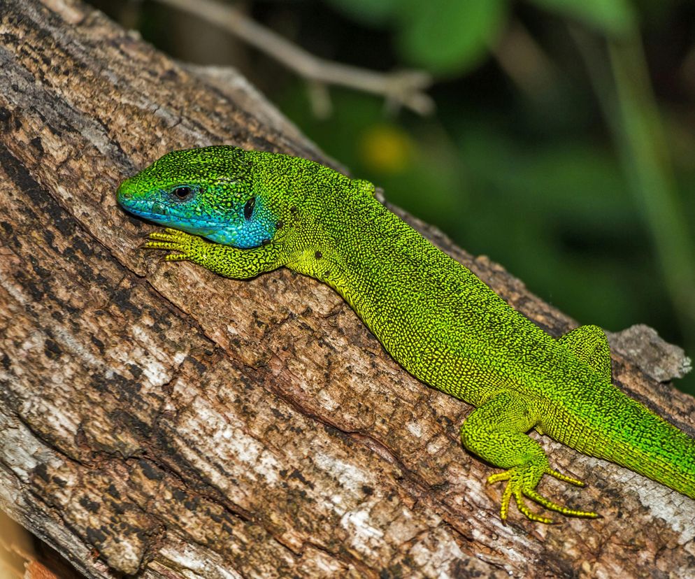 Pająki, jaszczurki i węże. W weekend w Lesznie Targi Terrarystyczne „Exoticarium Lokalnie”