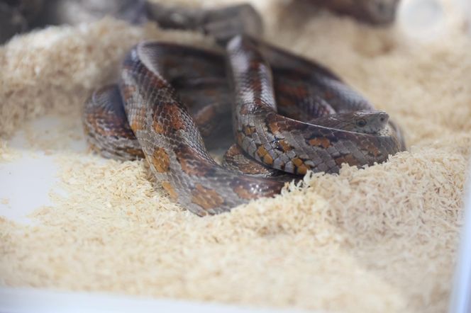 ZooPark ponownie przyciągnął do Targów Lublin tłumy miłośników zwierząt