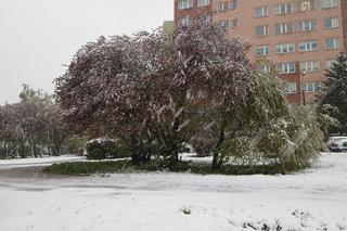 Zdjęcia z wtorku (18 kwietnia) z Piotrkowa Trybunalskiego