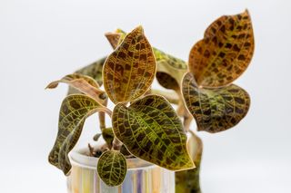 Macodes petola – storczyk o liściach jak klejnoty. Jak go pielęgnować w domu?