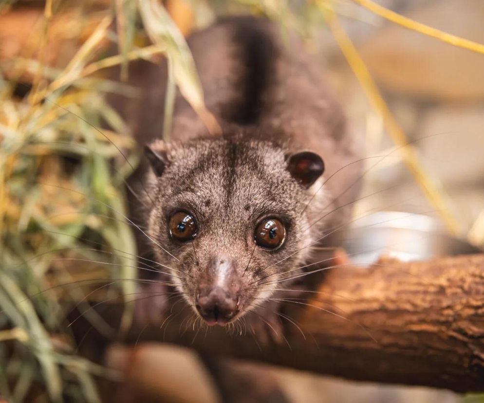 Nocny akrobata z Indonezji zamieszkał we Wrocławiu! Poznajcie nowego lokatora Zoo
