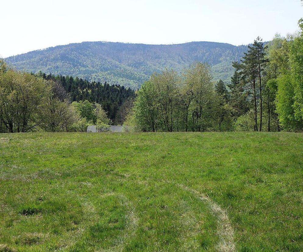 Trzonka