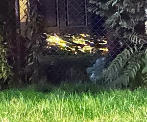 Pobili 44-latka i podpalili tapczan w domu. Szokujące okoliczności śmierci bezdomnego