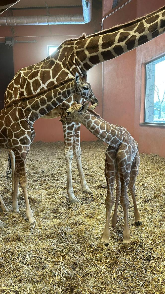 Żyrafa Lilo urodzona w chorzowskim zoo