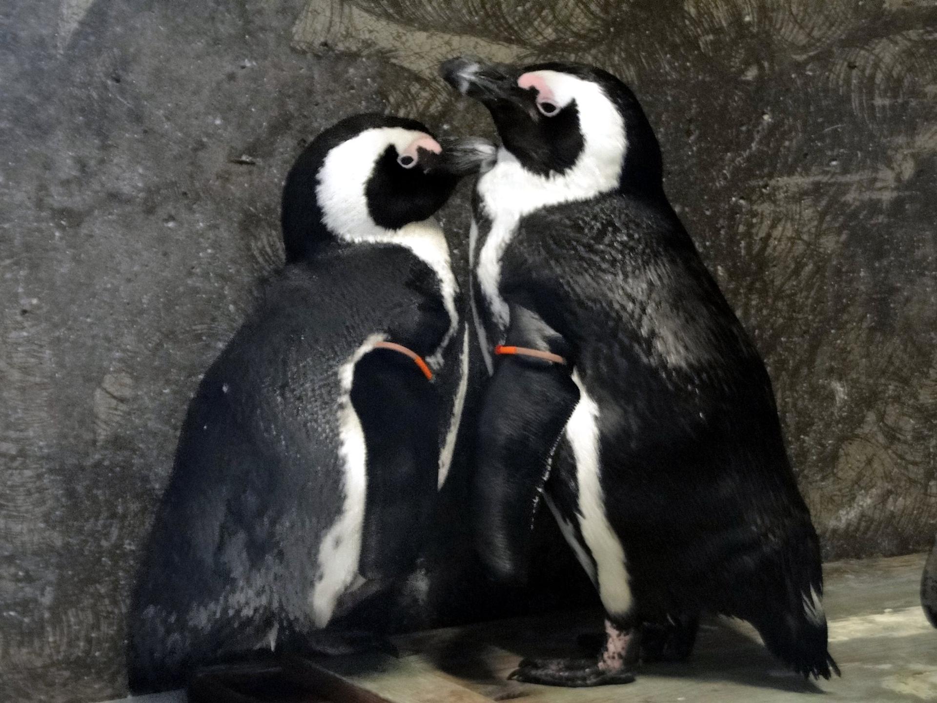 Dwa Pingwiny Maszerują Po Grząskim śniegu Pingwiny z wrocławskiego zoo dalej w zamknięciu z powodu ptasiej grypy