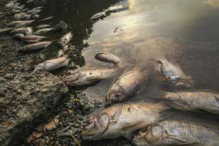 Blisko pół tony śniętych ryb wyłowiono z Kanału Gliwickiego