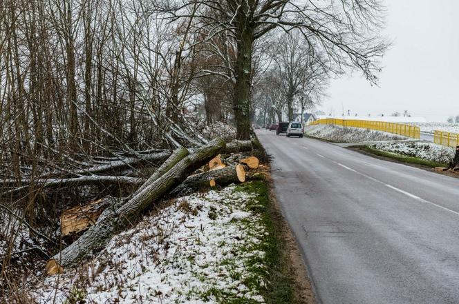 WARIAT Z PIŁĄ grasuje na Pomorzu! "Naciął kilkadziesiąt drzew". Jedno RUNĘŁO NA DROGĘ