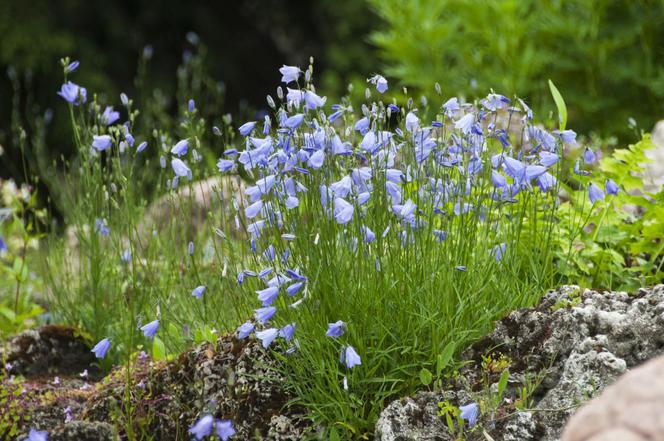 Dzwonek brzoskwiniolistny - Campanula persicifolia