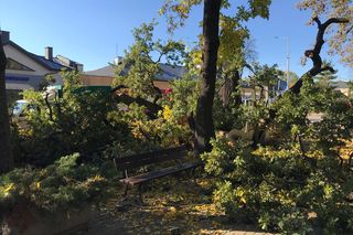 Dąb szypułkowy będący hrubieszowskim pomnikiem przyrody runął na ziemię