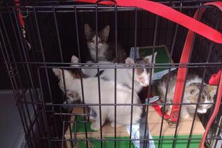 Kraków. Pudło z nietypową zawartością podrzucone do okna życia. Tego jeszcze nie było