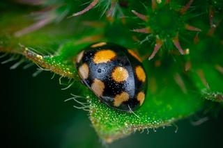 Biedronki azjatyckie oblepiły ściany budynków i okna