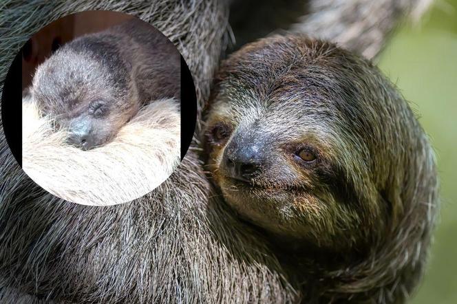 Nowy leniwiec we wrocławskim zoo. Zobacz, jak przyczepia się do rodziców. Prawdziwy słodziak!