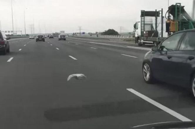Gołąb na autostradzie