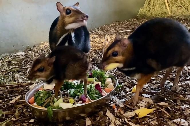 W ZOO Wrocław na świat przyszedł kanczyl filipiński! To trzeci samiec tego gatunku na całym świecie 